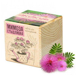 Экокуб "Мимоза"  (сувенирный семенной материал)