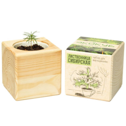 Экокуб "Лиственница" (сувенирный семенной материал) 