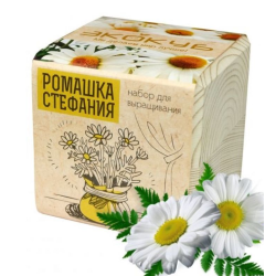 Экокуб "Ромашка" (сувенирный семенной материал) 